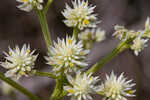 Baldwin's milkwort